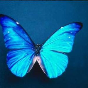 Meet your Posher, Helen